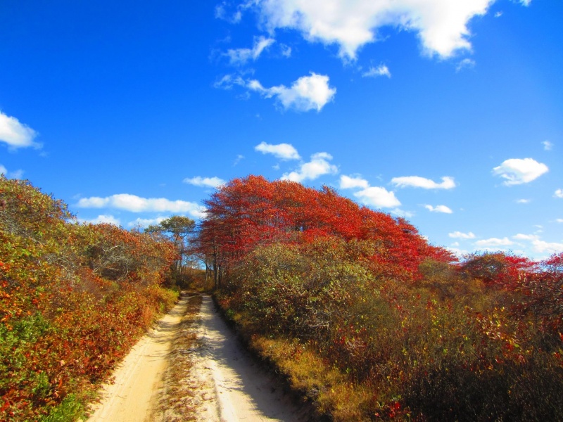 Fall Foliage in Nantucket